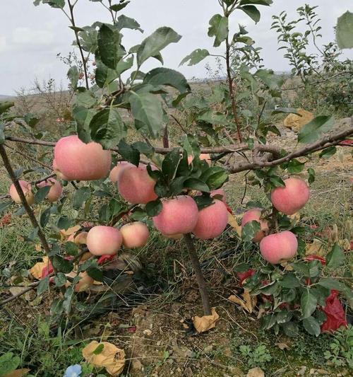 苹果树移栽的最佳时间（了解移栽的时机）