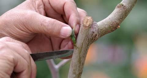 苹果树芽接的最佳时间和技术方法（掌握正确方法）