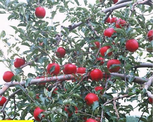 苹果树种子的种植方法（从收集到发芽全流程）