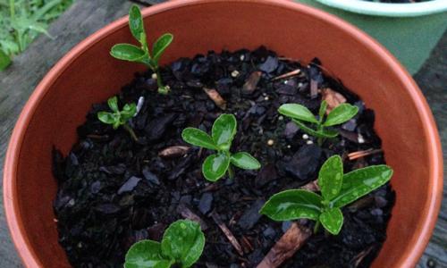 如何种植苹果种子（简单易行的苹果种植方法）