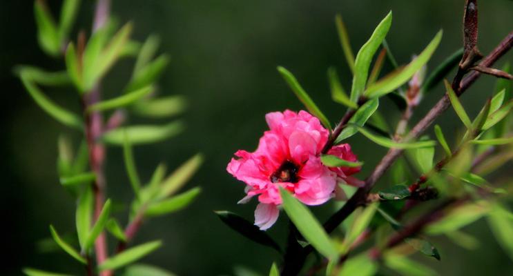 松红梅之花语（探寻松红梅的花语）