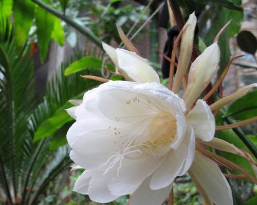 昙花的寓意和象征风水解读（逆境中的奇迹——昙花的生命哲学与风水象征）