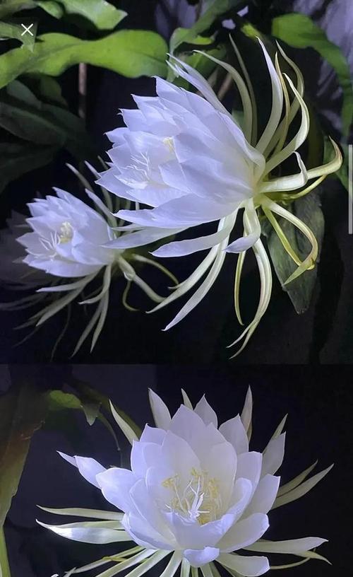 昙花的花语与寓意（昙花的含义与象征）