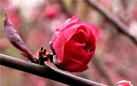 桃花花语与美好祝愿（桃花）