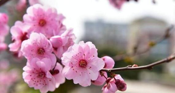 桃花的花语与寓意（探寻桃花背后的情感与象征）