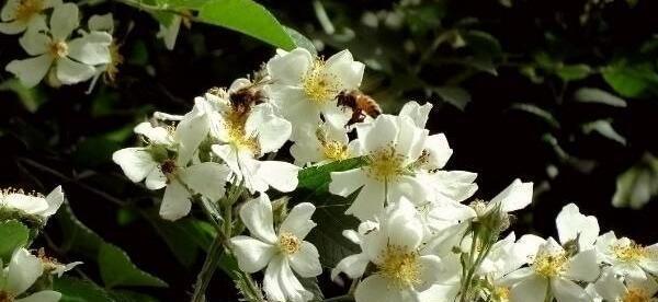 荼蘼花的花语及其传承（荼蘼花语）