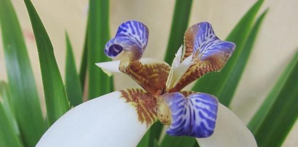 尾花鸢尾花之语——一朵花背后的意义（解读尾花鸢尾花的花语与象征意义）