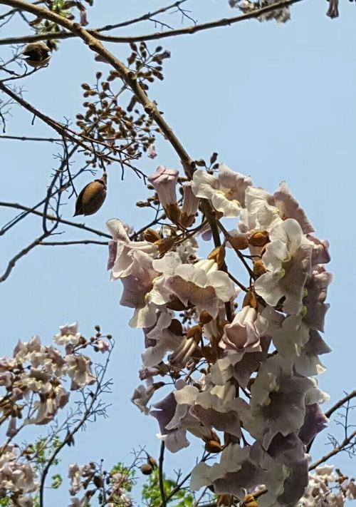 梧桐花的寓意与象征——生命与希望（梧桐花与生命的奇妙联系）