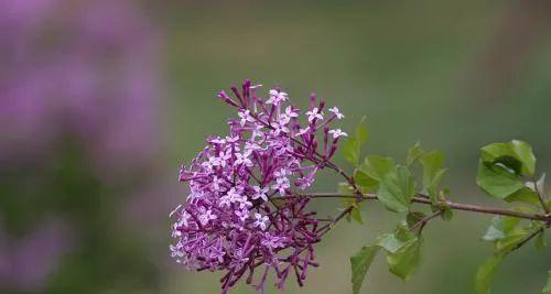 五瓣丁香花的美丽与寓意（花开如意）