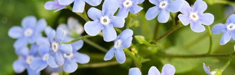 以勿忘草花语的寓意与象征（忆往昔情怀）