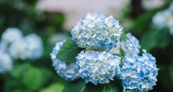 盛夏花开，花海如梦（探寻夏日鲜花的绚丽世界）