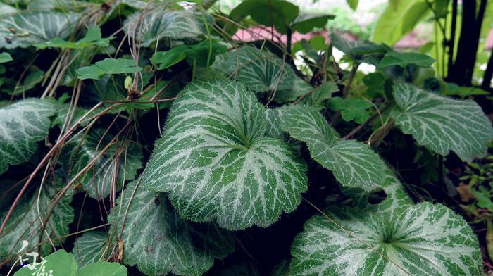 探秘虎耳草的开花之谜（从花瓣、花序到开放时间）