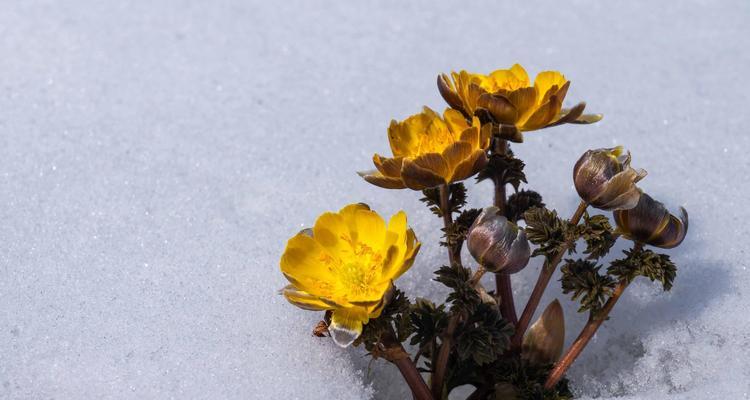 雪莲花的寓意与象征（探寻雪莲花的内涵和象征意义）