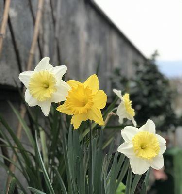 洋水仙花语与寓意（一朵美丽的洋水仙）