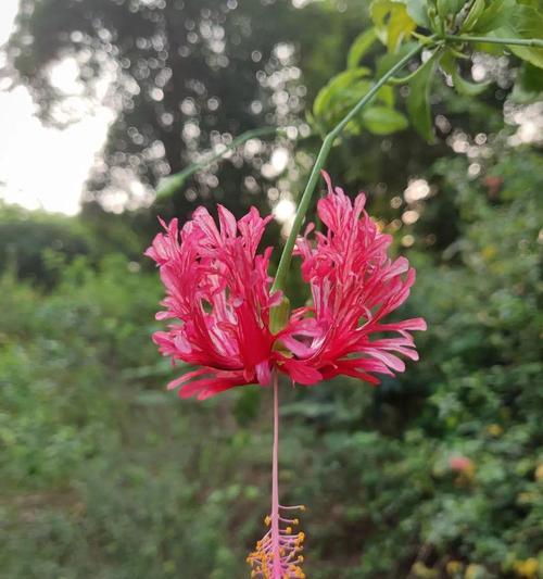 摇钱树的花语和文化象征（财富与繁荣的象征——摇钱树）