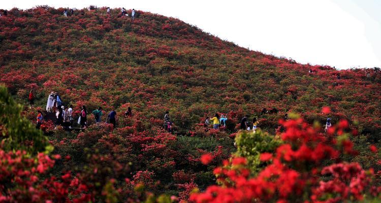 映山红花的寓意与意义（传递爱与热情的代表——映山红）