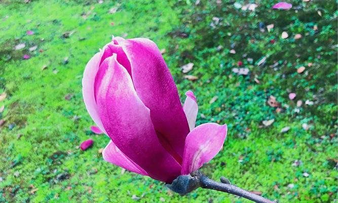 玉兰花的寓意和传说（探寻玉兰花的文化内涵与神秘传说）