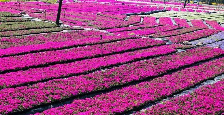 芝樱花语与名称的由来（探寻芝樱背后的美丽寓意）