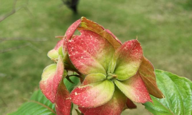 珠海市花——红玉兰（花开如锦）