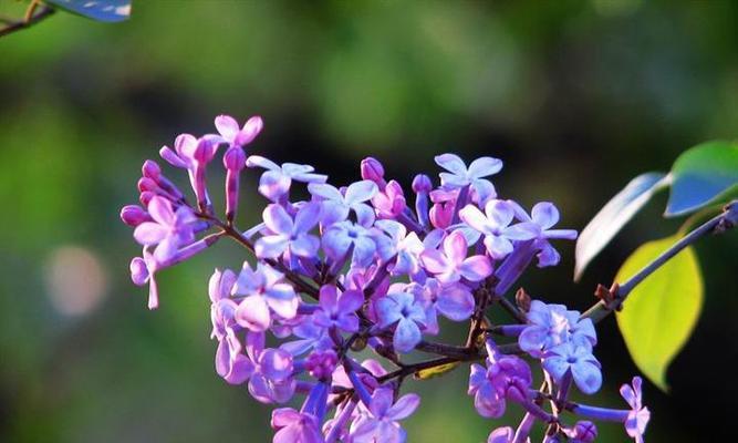 紫色丁香花的花语（紫色丁香花的花语与心灵交流）