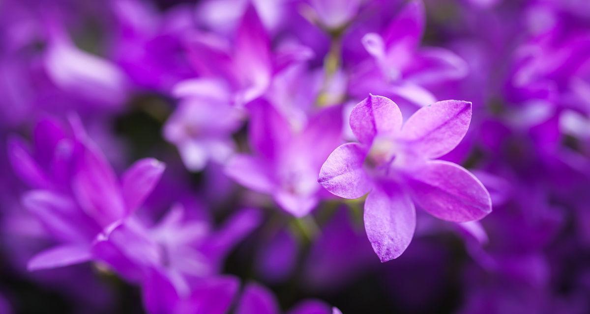 紫色风铃花（神秘、高贵和宁静）