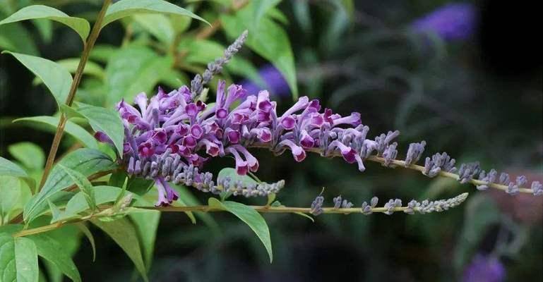 醉鱼草花语探秘（揭秘醉鱼草花语的深层含义）