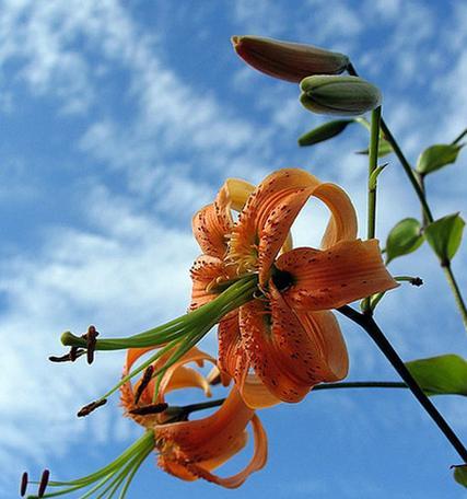 百合花的样子与特点（香气四溢）