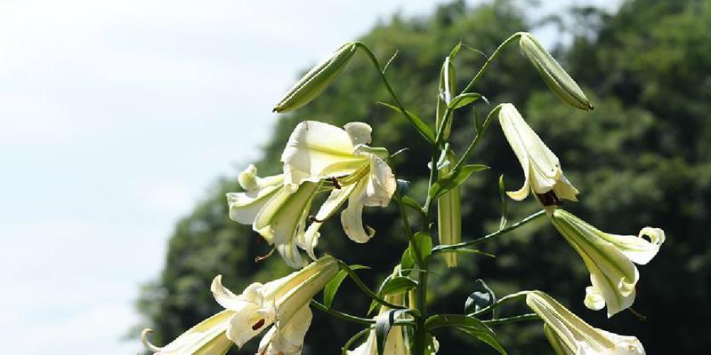 百合花开花时间详解（探究百合花开花时间的因素及其特点）