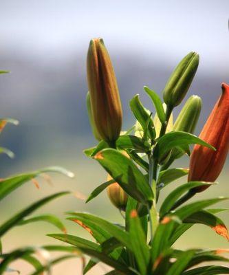 百合花的生命周期（探究百合花是否为多年生植物）