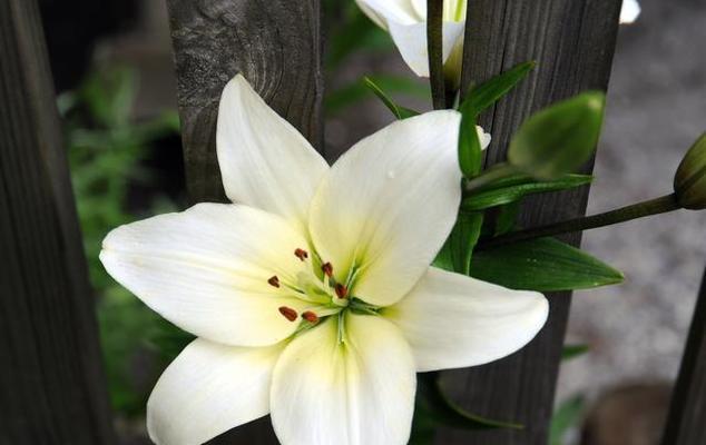 百合花的花瓣之谜（探秘百合花的花瓣数量及相关奥秘）