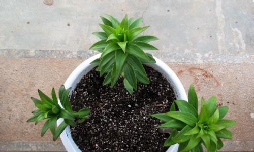 百合花种子的种植技巧（从选购到细节）