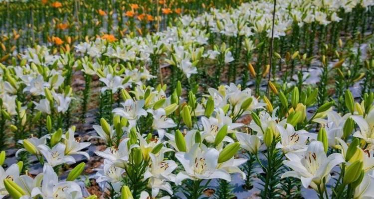 嘉兰百合种植的最佳月份（选择适宜的季节）