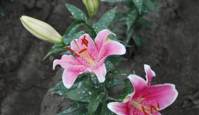 百合花开花时间与季节（春季是百合花最美的季节）