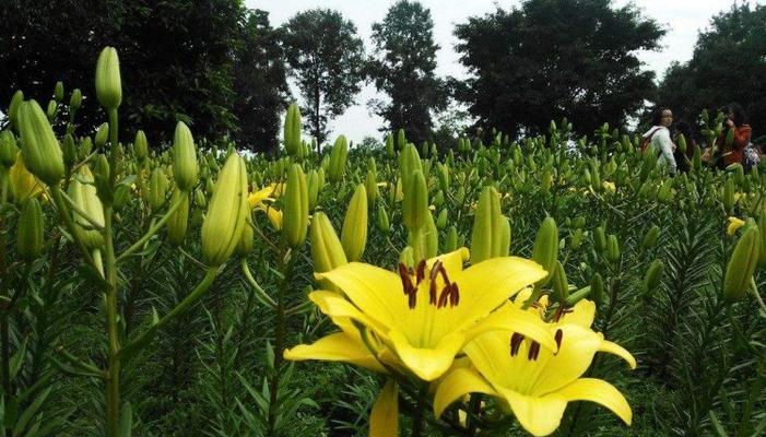 如何选择最佳时间种植百合花（百合花栽种时间表及其影响因素）