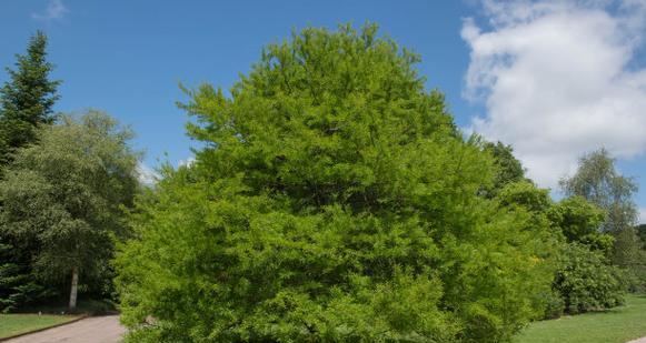 柏树属于落叶植物吗（探究柏树的生长习性和特点）