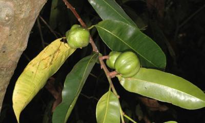 了解斑马豆——一种独特的植物种子（探索斑马豆的特点）