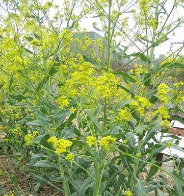 板蓝根的种植及适应地区剖析（如何种植板蓝根在不同地区生长）