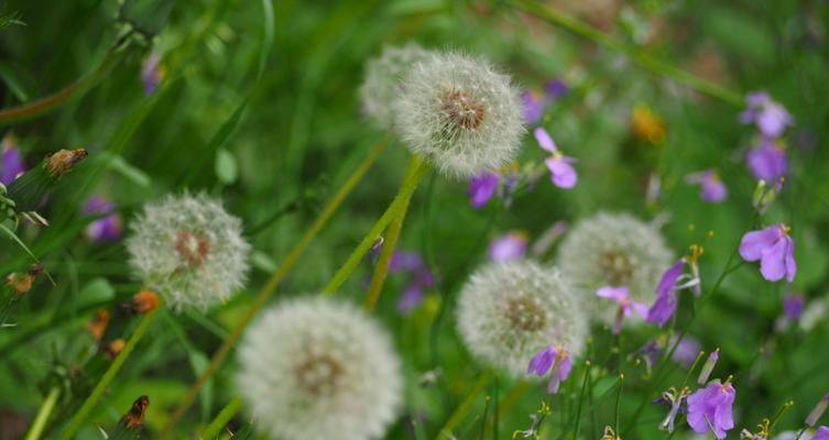 蒲公英的花语——坚韧不拔的勇气（蒲公英的花语与人生的启示）