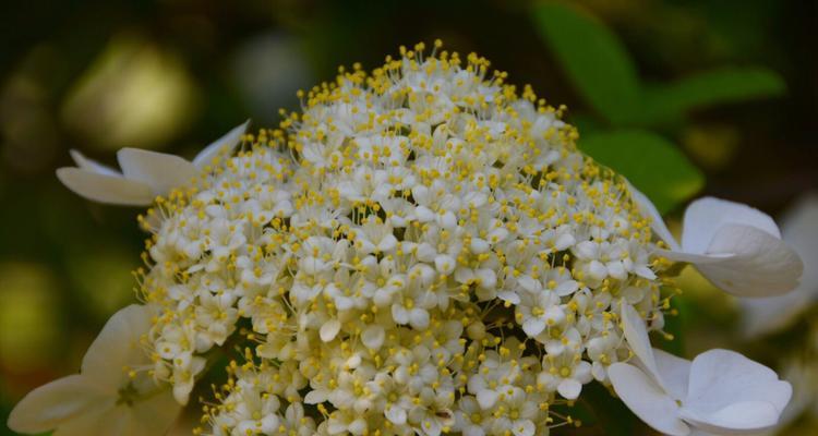 以琼花（以琼花的花语之美与情）