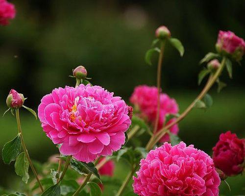 芍药花的花语与寓意（探寻芍药花的深层含义）