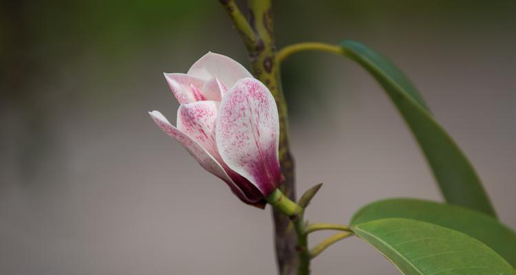 深山含笑的花语（探寻自然界中蕴含的秘密）