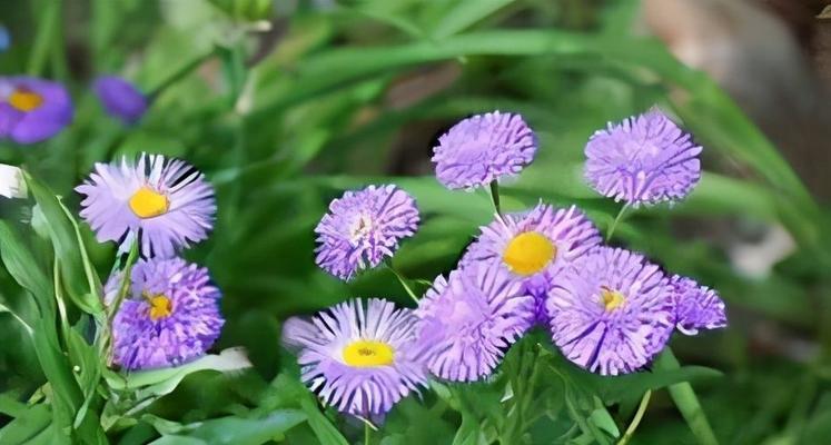 友谊之花（用花语传达真挚友情）