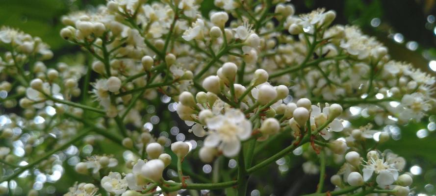 石楠花（石楠花的花语及寓意解读）