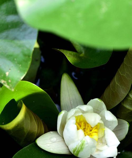 睡莲花语的意义和传说（探索睡莲花语的深层含义与文化背景）