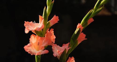 四大切花唐菖蒲的花语（揭秘唐菖蒲的四大象征意义）