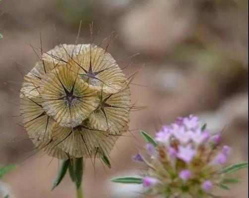 松虫草花语（揭示松虫草的神秘与力量）