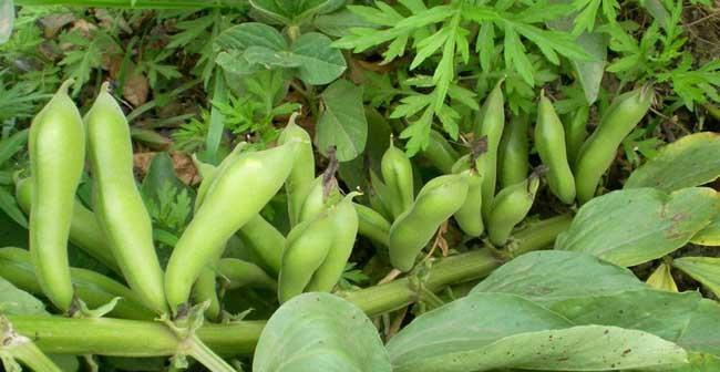 兰花豆种植时间的选择（掌握最佳季节）