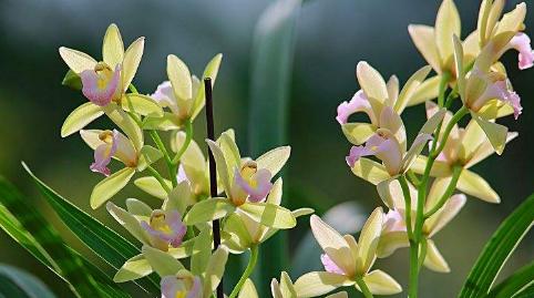 兰花开花时间的探究（从兰花的生长环境到开花的时间）