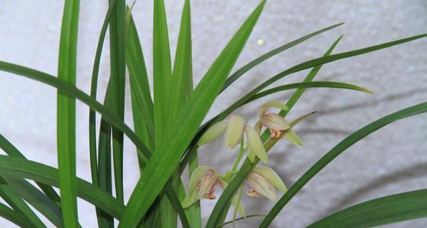 兰花开花时间及花期长短解析（了解兰花开花季节）