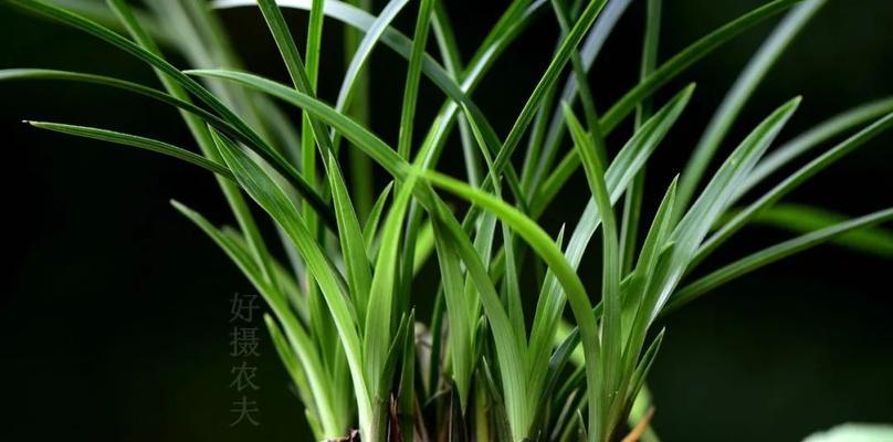 兰花淋雨可行吗（探究兰花淋雨的好处与坏处及注意事项）